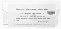 Micropera drupacearum image